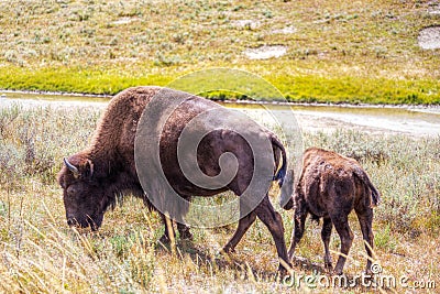 Bison and Calf Grazing at Yellowstone National Park Stock Photo