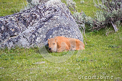 Bison calf laying down in green grass next to large grey rock Stock Photo