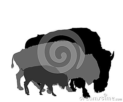 Bison couple with calf vector silhouette illustration isolated on white background. Portrait of Buffalo family herd. Vector Illustration