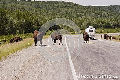 Bison crossing the Alaska highway Editorial Stock Photo