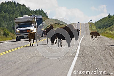 Bison crossing the Alaska highway Editorial Stock Photo