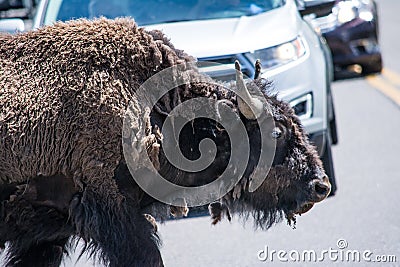 Bison Crossing Stock Photo