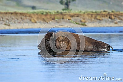 Bison crossing river in Lamar Valley, Yellowstone National Park, Wyoming Stock Photo