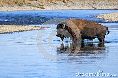 Bison crossing river in Lamar Valley, Yellowstone National Park Stock Photo