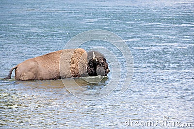 Bison crossing river in yellowstone Stock Photo
