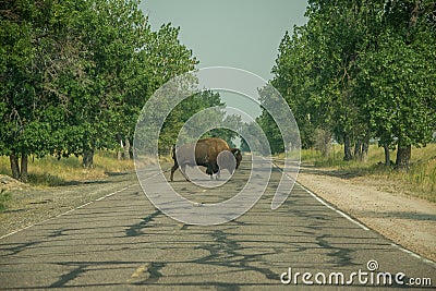 Bison Crossing Stock Photo