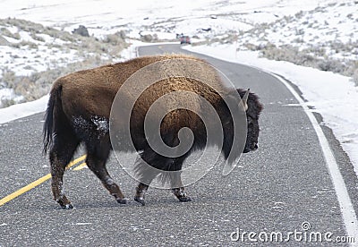 bison crossing road with snow in winter Stock Photo