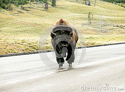 bison crossing the road Stock Photo