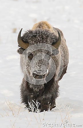 BISON IN DEEP SNOW STOCK IMAGE Stock Photo