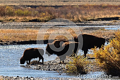 Bison family Crossing River Stock Photo