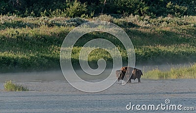Bison And Fog in Little Missouri River Stock Photo