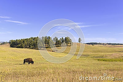 Bison in Grasslands, Wind Cave National Park, South Dakota Stock Photo