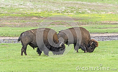 Bison Grazing in the Black Hills Stock Photo