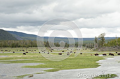 Many bison grazing in grasslands Stock Photo