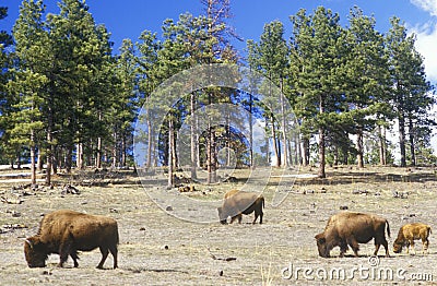 Bison grazing outside of Denver, CO Stock Photo