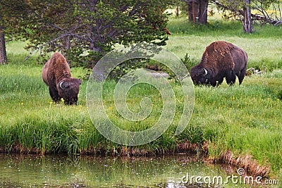 Bison grazing in Yellowstone National Park Stock Photo