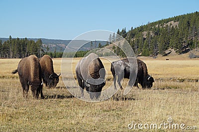 Bison grazing in Yellowstone NP Stock Photo