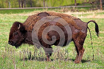 A bison having a watery poop Stock Photo