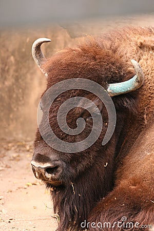 Bison head Stock Photo