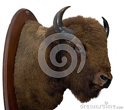 Bison Head Stock Photo