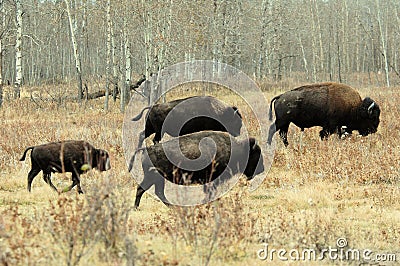 Bison herd Stock Photo