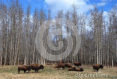 Bison herd Stock Photo