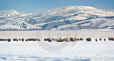 Bison herd in the Snow, Grand Teton National Park Stock Photo