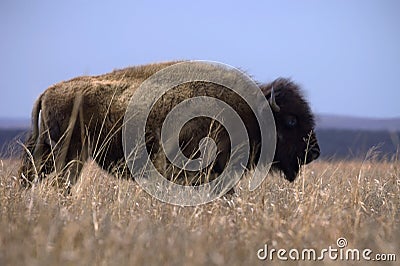 Bison on in last of winter grass Stock Photo