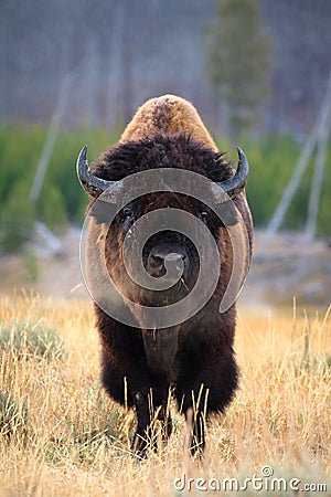 Bison portrait Stock Photo