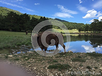 Bison in reserve biologique Stock Photo