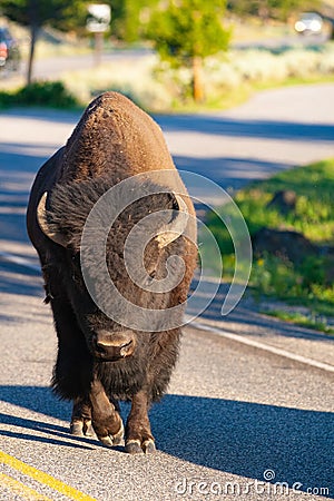 The bison on the road in Yellowstone National Park, Wyoming. USA Stock Photo