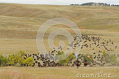 Bison Roundup Editorial Stock Photo