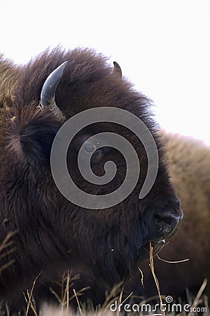 Bison scuffle Stock Photo