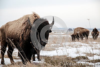 Bison In A Snowy Field Stock Photo