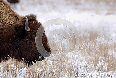 Bison on snowy prairie Stock Photo