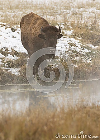 Bison standing at warm spring with fog Stock Photo