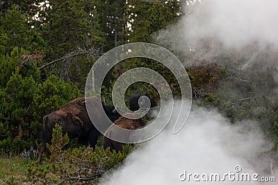 Bison in the Steam at Yellowstone Stock Photo