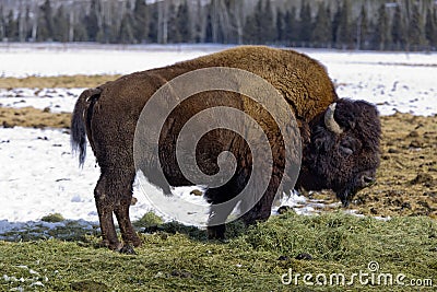 Bison, Whitehorse, Yukon Territories, Canada Stock Photo