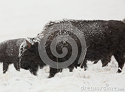 Bison in a winter blizzard Stock Photo