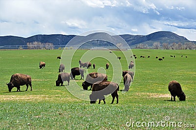 Cattle Bison in Wyoming Stock Photo