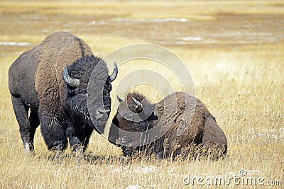 Bison at Yellowstone National Park, Wyoming Stock Photo