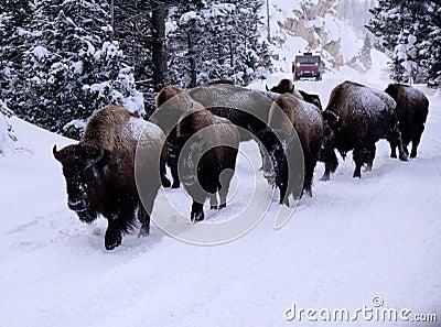 Bisons Buffalos in Winter in Yellowstone National Park, Wyoming and Montana. Northwest. Yellowstone is a winter wonderlandpe. Stock Photo