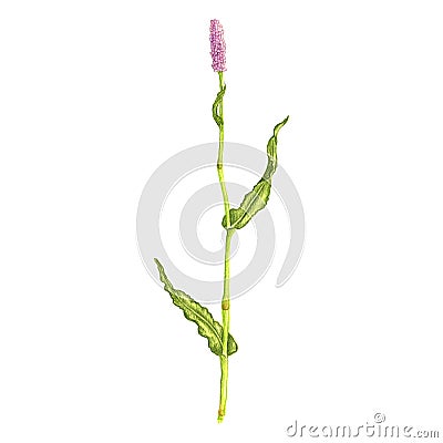 Bistort flower, drawing by colored pencils Cartoon Illustration