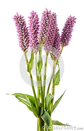 Bistorta officinalis flowers Stock Photo