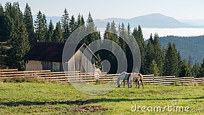 BISTRITA, TRANSYLVANIA/ROMANIA - SEPTEMBER 18 : Horses grazing o Editorial Stock Photo