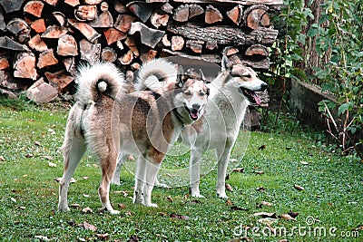 and Dog West Siberian Laika Stock Photo