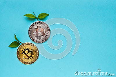 Bitcoins with leafs on blue background Stock Photo