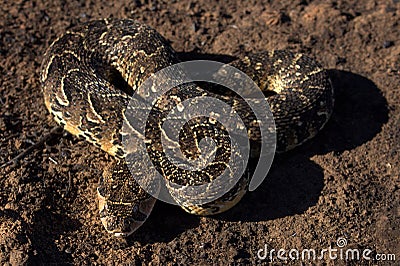 Bitis arietans Stock Photo