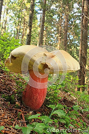 Bitter beech bolete mushroom Stock Photo