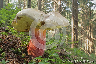 Bitter beech bolete mushroom Stock Photo